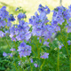 Wielosił błękitny Polemonium caeruleum (C2)