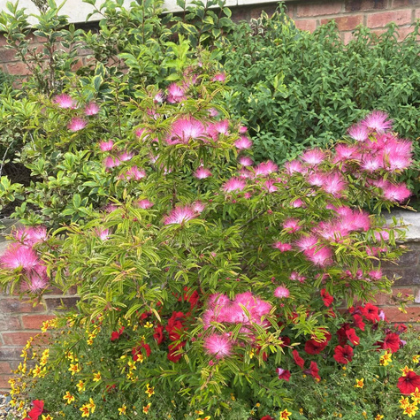 Kalliandra Dixie Pink (C2)