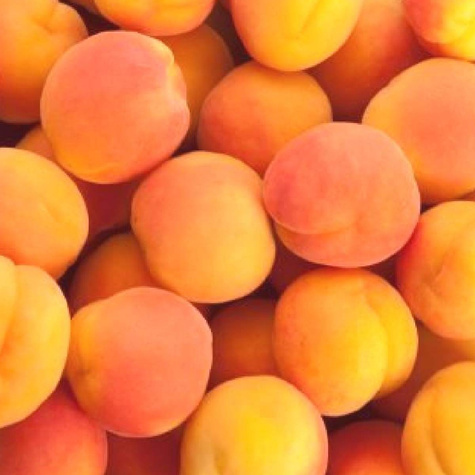 Morela Brabora Plant Pack