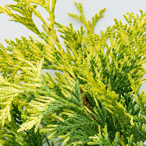 Żywotnik olbrzymi 'Irish Gold'