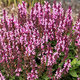 Szałwia omszona Rose Queen (C2)
