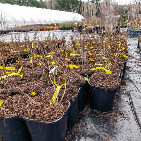 Krzewuszka cudowna Rosea (C2)