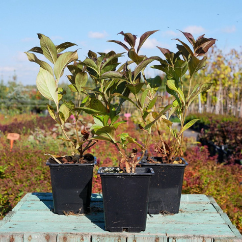 Krzewuszka cudowna Tango (P9)