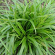 Kosmatka olbrzymia Sherwood (C2)