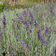 Lawenda wąskolistna lekarska Hidcote Compact (C2)