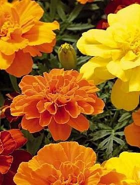 Aksamitka niska mix 1g Plantico