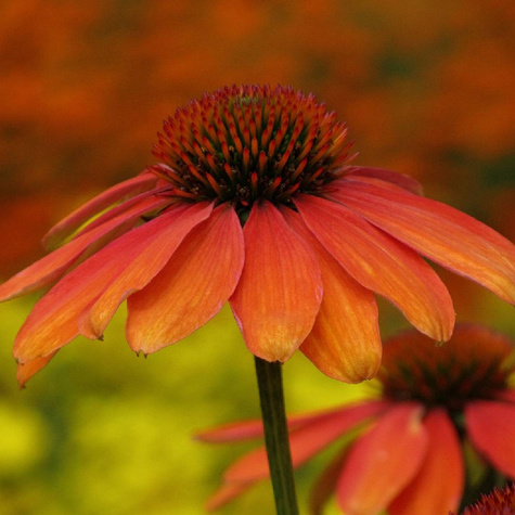 Jeżówka Tangerin Dream pomarańczowa (C2)