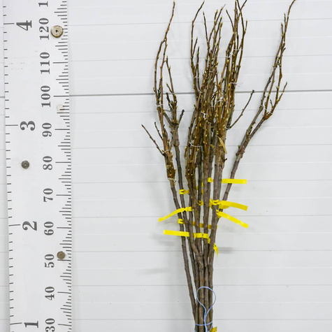 Duo porzeczka biało-czarna na pniu Plant Pack