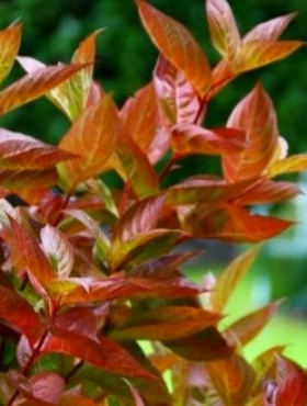 Krzewuszka cudowna Wings of fire (C2)