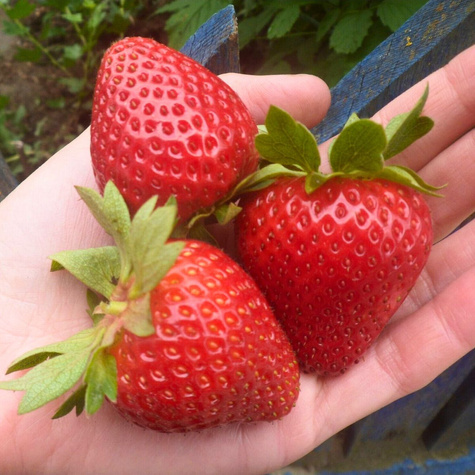 Truskawka Hossa pnąca wisząca powtarzająca Frigo