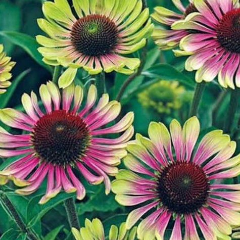 Jeżówka Green Twister dwukolorowa (C2)