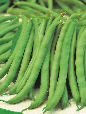 Fasola zwykła karłowa - szparagowa  Muza 55g