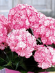 Hortensja ogrodowa 'You and me Miss Saori' (P9)