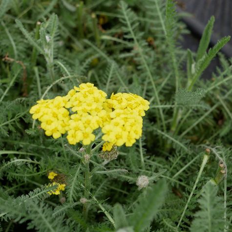 Krwawnik pospolity Moonshine (C2)