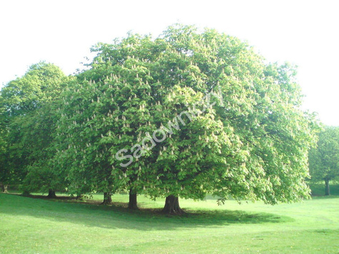 Kasztanowiec biały zwyczajny (C2)