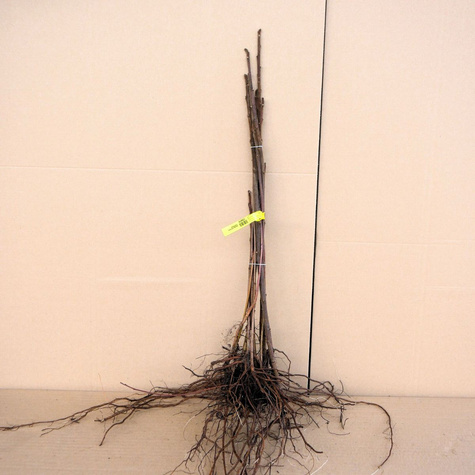 Sumak octowiec Plant Pack