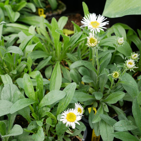 Aster alpejski White (C2)