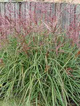 Miscanthus sinenesis Miskant chiński 'Nippon'
