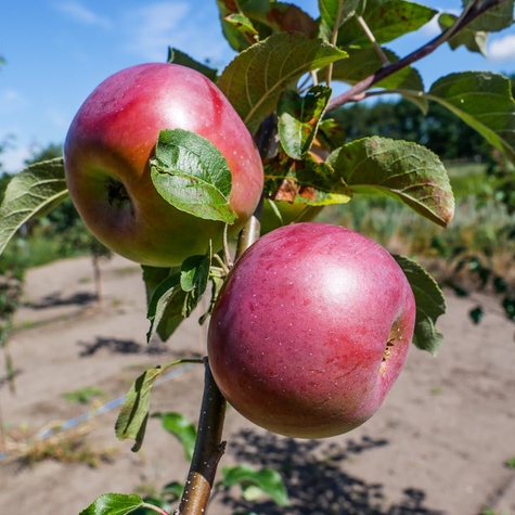 Jabłoń Fantazja Plant Pack