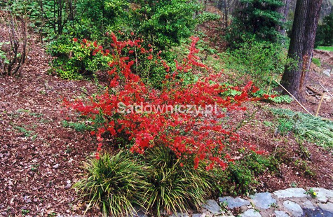 Pigwowiec pośredni Elly Mosel Ozdobny na Nalewki (C2)