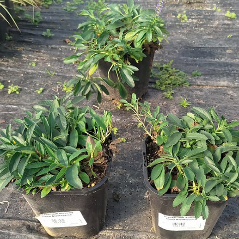 Przetacznik kłosowy Nana Blauteppich (C2)