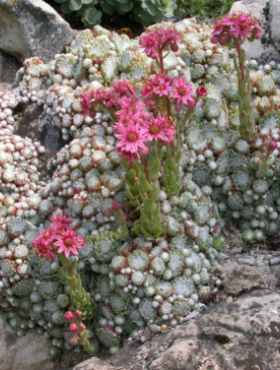 Rojnik pajęczynowaty Rubrum