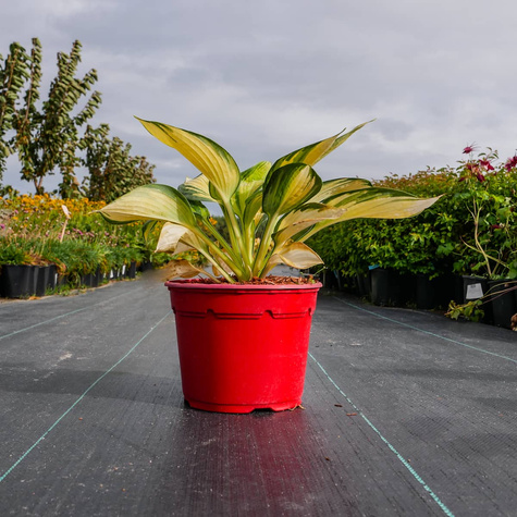 Funkia Hosta Great Expetations (C2)