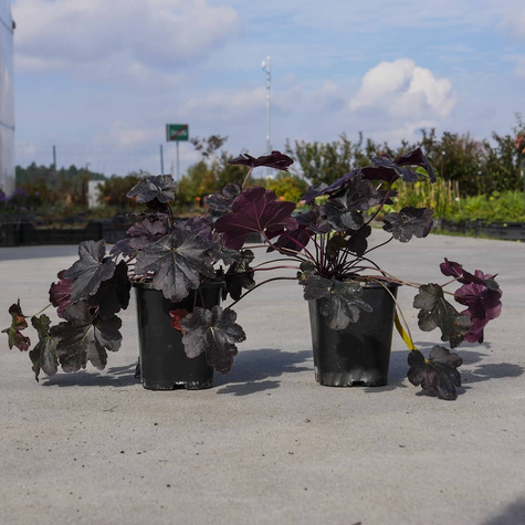 Żurawka ogrodowa Obsidian (P9)