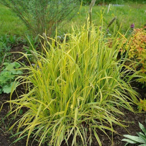 Turzyca sztywna Bowles Golden (C2)