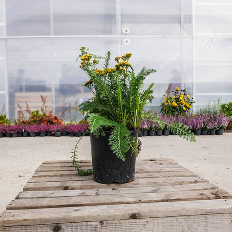 Krwawnik ogrodowy Milly Rock Yellow Terracotta (C2)