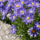 Aster Alpejski Błękitny (C2)