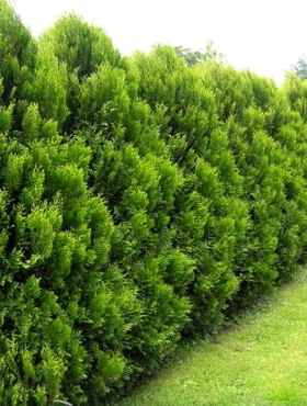 Żywotnik olbrzymi 'Kórnik'