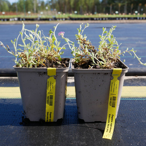 Żagwin ogrodowy Cascade Red