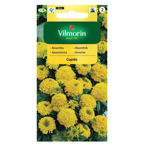 Aksamitka wzniesiona, wyniosła niska pełna Cupido 0,5g