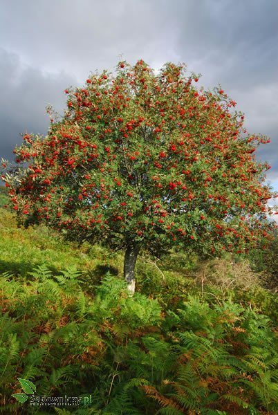 Jarzębina Jarząb pospolity obw. 8-10 cm