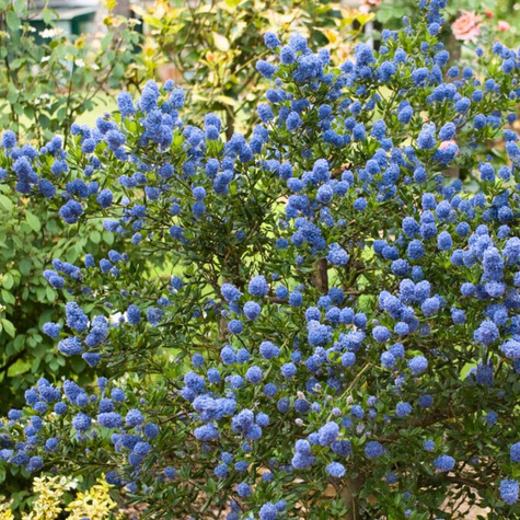 Prusznik Victoria (C2)