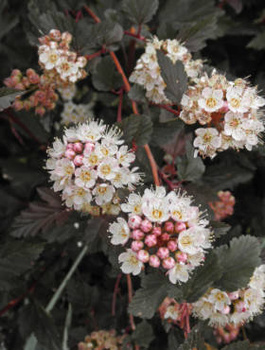 Pęcherznica kalinolistna Purpureus (C2)