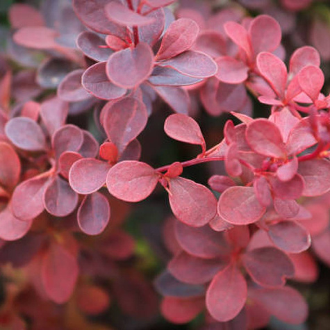 Berberys thunberga Lutin Rouge (C2)
