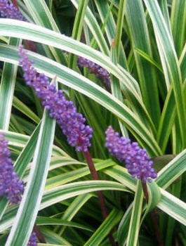 Liriope szafirkowata Variegata (C2)