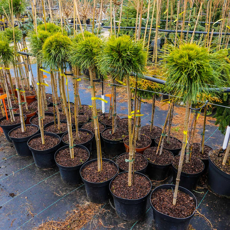 Sosna górska Varella na pniu szczepiona Pa70cm