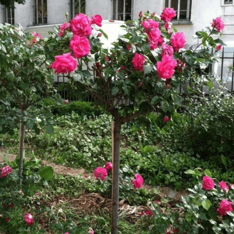 Róża szczepiona na pniu wielkokwiatowa RÓŻOWA