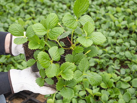 Poziomka Tubby Red w doniczce