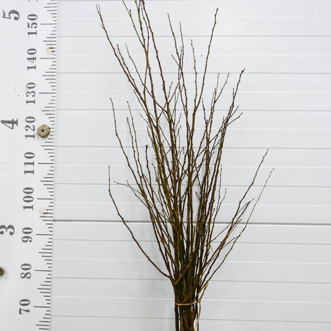 Morela Harogem Plant Pack