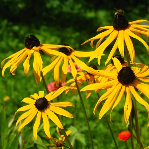 Rudbekia błyskotliwa