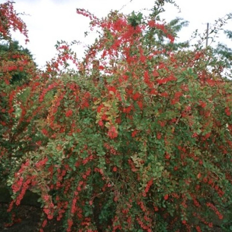 Berberys koreański Red Tears