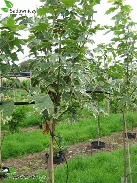 Klon pospolity Drummondi szczepiony na pniu (Pa 120/140, obw. 4/6cm, H-200/300)