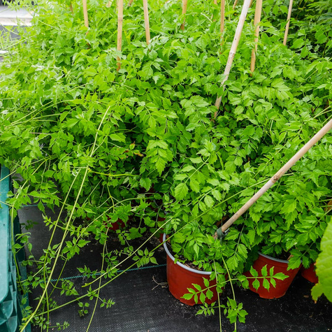 Milin amerykański Flava