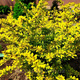 Berberys thunberga Goldalita (C2)