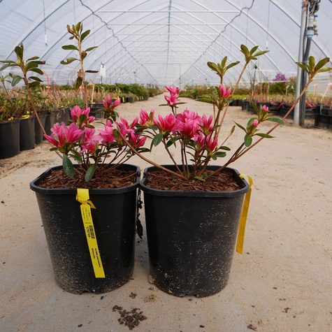 Azalia japońska Silvester (C2)