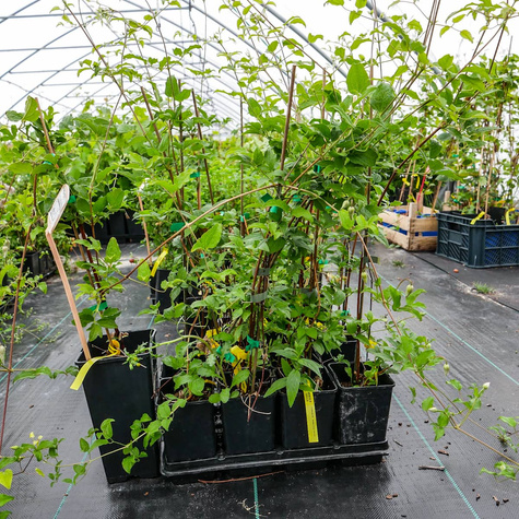 Powojnik Clematis wielkokwiatowy Guernsey Cream